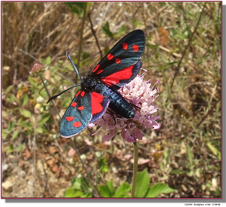 Zygaena transalpina ?